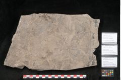 Foto (Detailansicht) von Podocarpus parkeri Ettingshausen (NHMW-GEO-2024-0188-10163b)